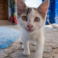 Conozca 5 maneras de ayudar a un gatito de la calle a adaptarse a un nuevo hogar
