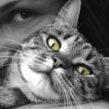 La autonomía de los gatos los ha convertido en la mascota preferida en Europa