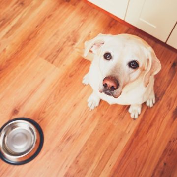 5 señales de hambre en tu perro