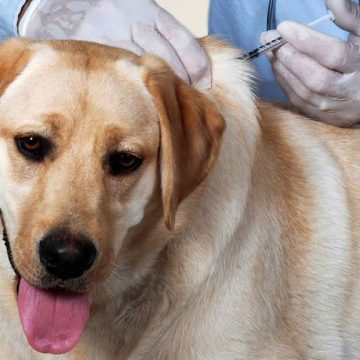 influenza-canina-principal Influenza canina