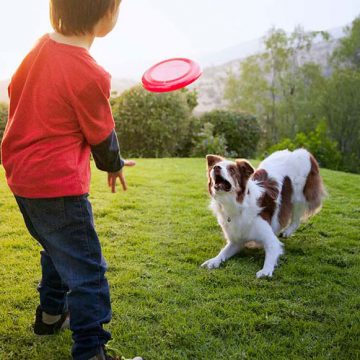 Jugando y aprendiendo con tu perro