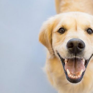 PQAESQELSJHKDJK3RERRSWHMU4 ¿Es bueno engreír a tu perro?