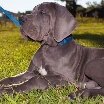 dg35h Cinco razas que menos ladran