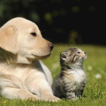 erw4554 ¿Se puede precisar cuánto equivale un año calendario en años de perros y gatos?