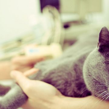 Cálculos urinarios en gatos y cómo prevenirlos