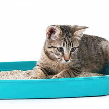 ¿Cómo elegir la mejor arena para tu gato?