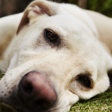 PERRO-ABURRIDO Cómo identificar si un perro se siente aburrido, y qué hacer para evitarlo