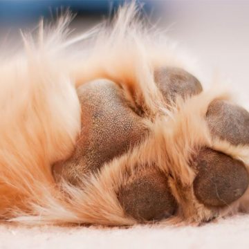 Cómo tratar las almohadillas de los perros