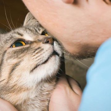 Desarrollan suplemento alimentario que podría acabar con la alergia a los gatos