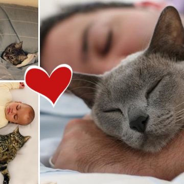 Los beneficios de dormir con tu gato