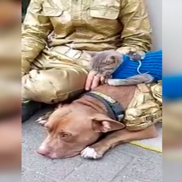 perro-pericote-y-gato.jpgweb Hombre junta a perro, pericote y gato, y transmite mensaje de paz al mundo