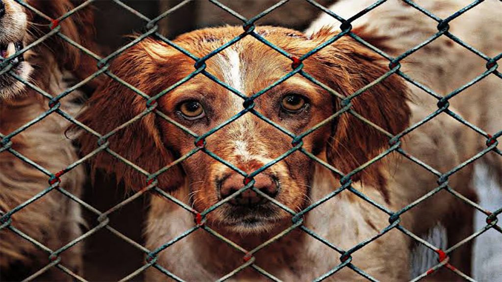 Barcelona demanda a tienda de animales por maltrato