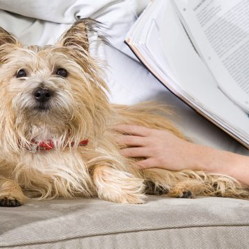 Consejos para evitar los pelos de tu mascota