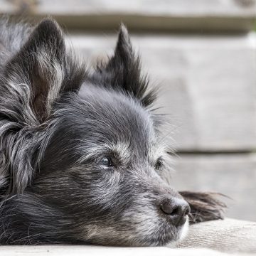 Perro-viejo-1 Perros no cumplen años de siete en siete