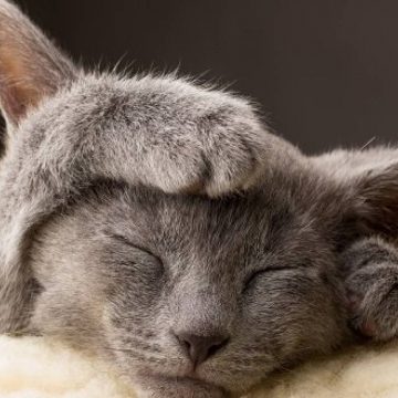 asdfasdfasdf Saber identificar si un gato siente dolor