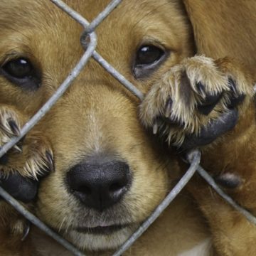 foto_0000001020170207170758 (1) Perro triste detrás de jaula