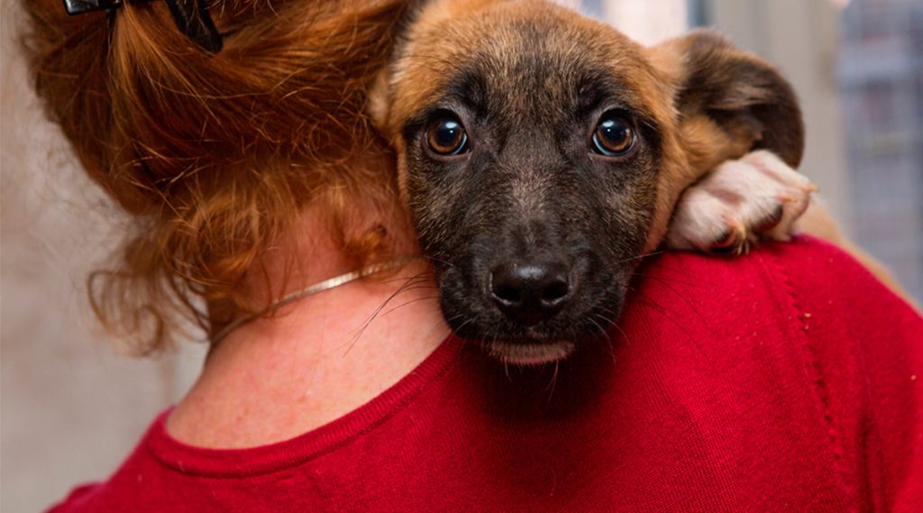 Perro cargado por mujer pelirroja.