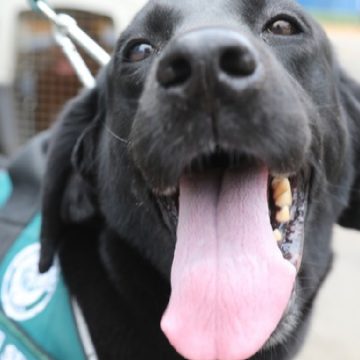Minagri reconoce a perros por servicios a la agricultura