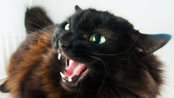 6 cosas que los gatos odian de sus dueños