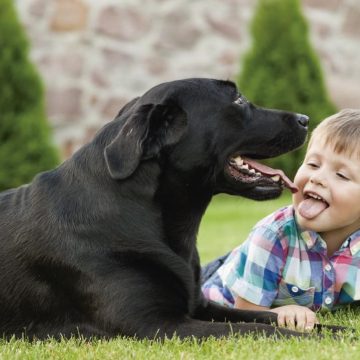 6 razas de perros más tranquilos para criar en casa