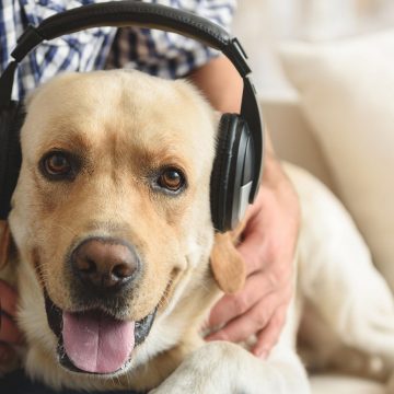 Spotify lanza playlists para mascotas