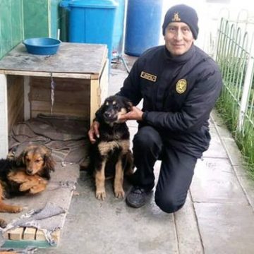 Policía construye casas para perros sin hogar