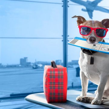 Requisitos para la salida e ingreso de mascotas al país
