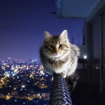 Gato haciendo acrobacias.