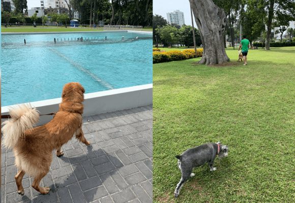 ¿Sabías que el Circuito Mágico del Agua es Pet friendly?