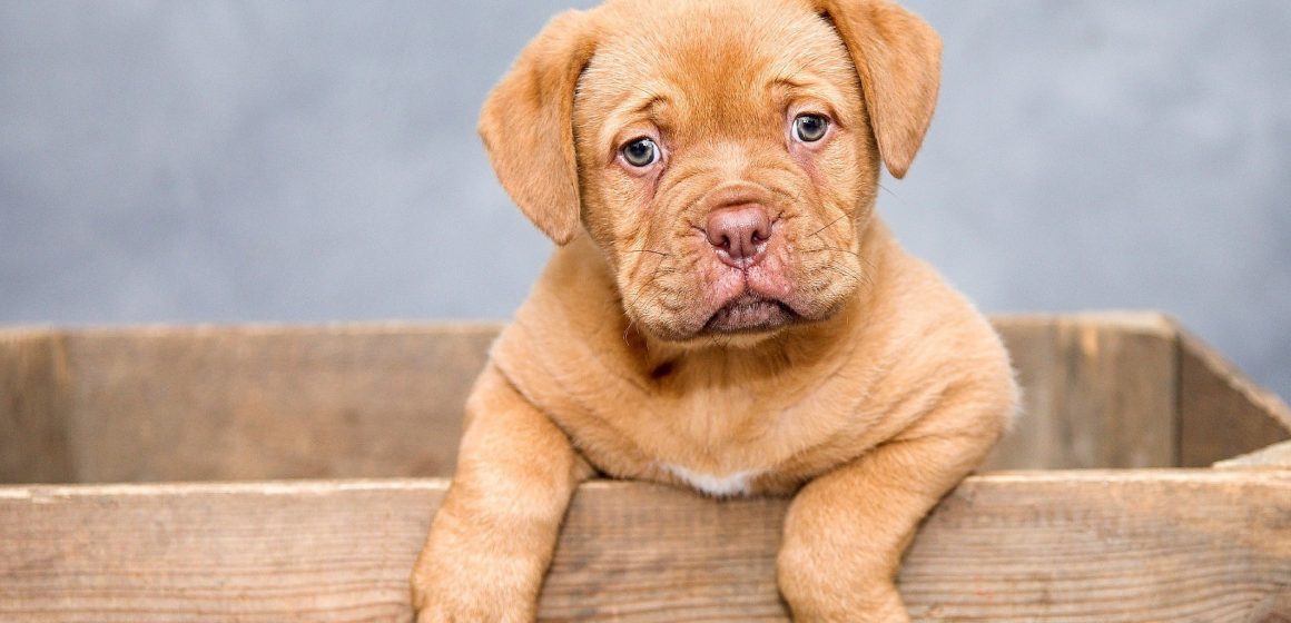 6 cosas imprescindibles para cuidar a un cachorro en casa