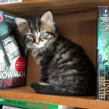 Gatos son la atracción en una biblioteca canadiense