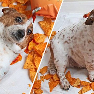 Perrita sufrió de obesidad por adicción a los Doritos Perrita sufrió de obesidad por adicción a los Doritos