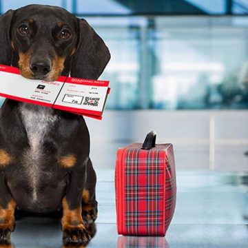 viajar-con-mascotas Aerolíneas donde puedes viajar con tu mascota en cabina