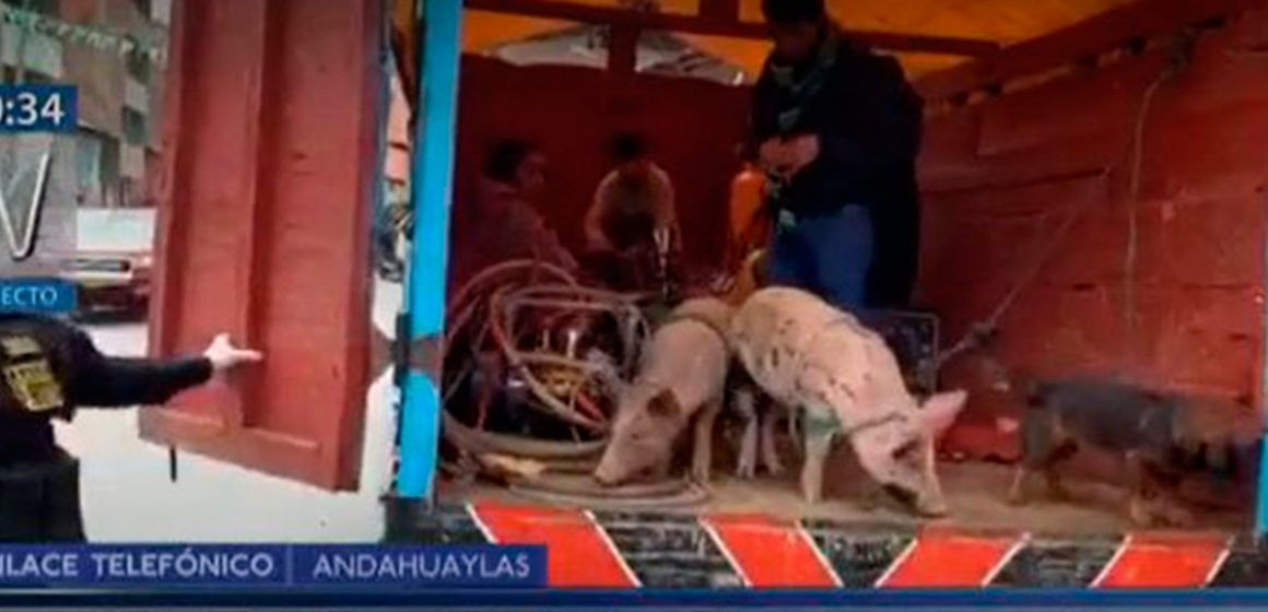 COVID-19: Policía interviene camión con personas, cerdos y perros en Andahuaylas
