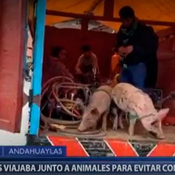 CERDOS-WEB COVID-19: Policía interviene camión con personas, cerdos y perros en Andahuaylas