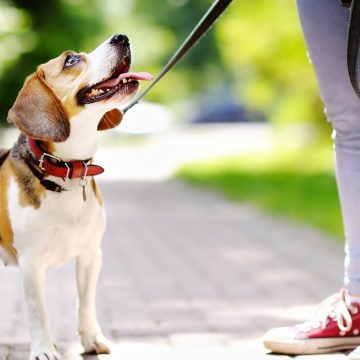 Este es el tipo de correa ideal para nuestros perros