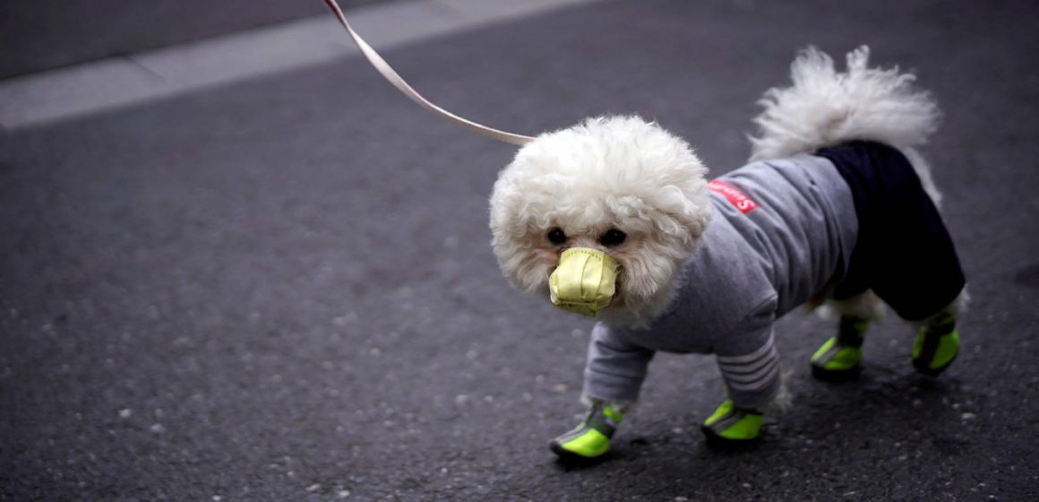 Imagen destacada 33_Mesa de trabajo 1 Covid-19: consejos para evitar que tus mascotas sean portadores pasivos