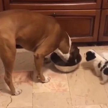 Perro roba de comida a su compañero y este responde de una manera inesperada