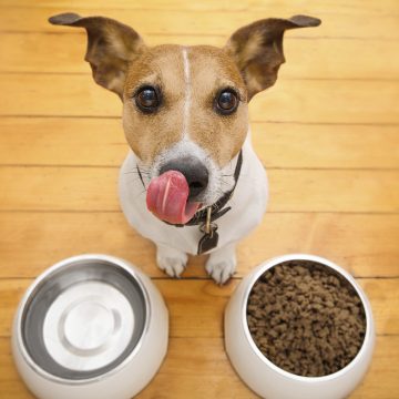 10 restaurantes pet friendly para comer con tu mascota