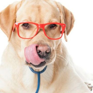 #PetFriend todo lo que debes saber para que cuides la salud de tu mascota en esta emergencia