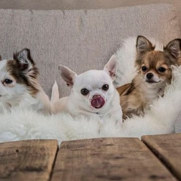 Razas de perro ideales para personas ocupadas: ¿cuáles son?