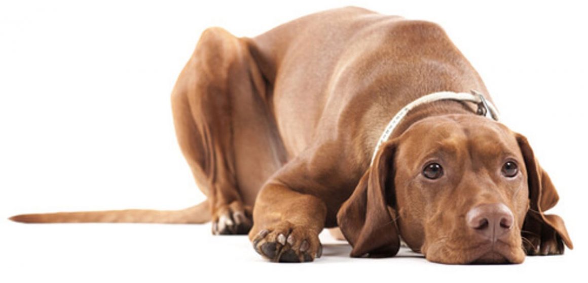 La criptorquidea en perros: una alteración sexual