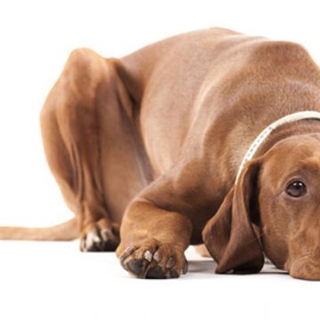 La criptorquidea en perros: una alteración sexual