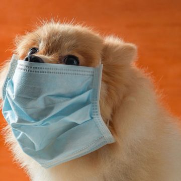 COVID-19: piden no poner mascarillas a mascotas COVID-19: piden no poner mascarillas a mascotas