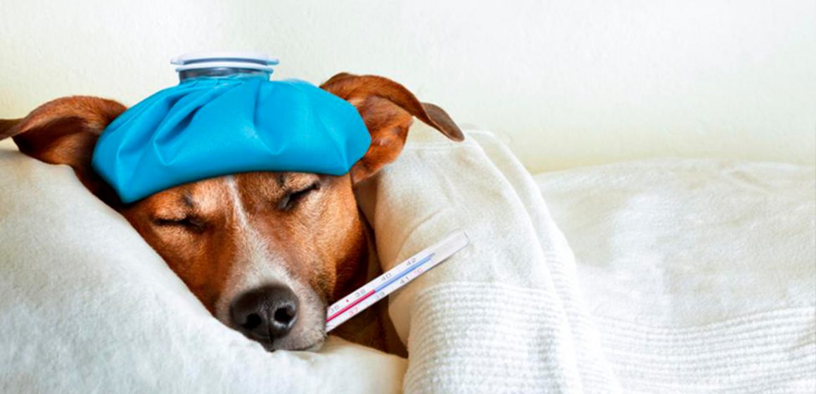 Perro resfriado: ¿cómo actuar en esta situación?