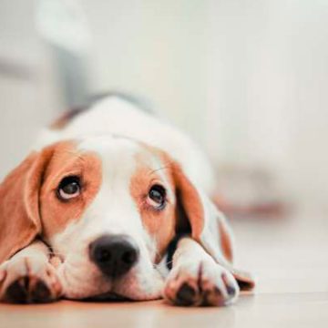 COVID-19: consejos para cuidar a tu perro durante la cuarentena: paseos, desinfección y más recomendaciones