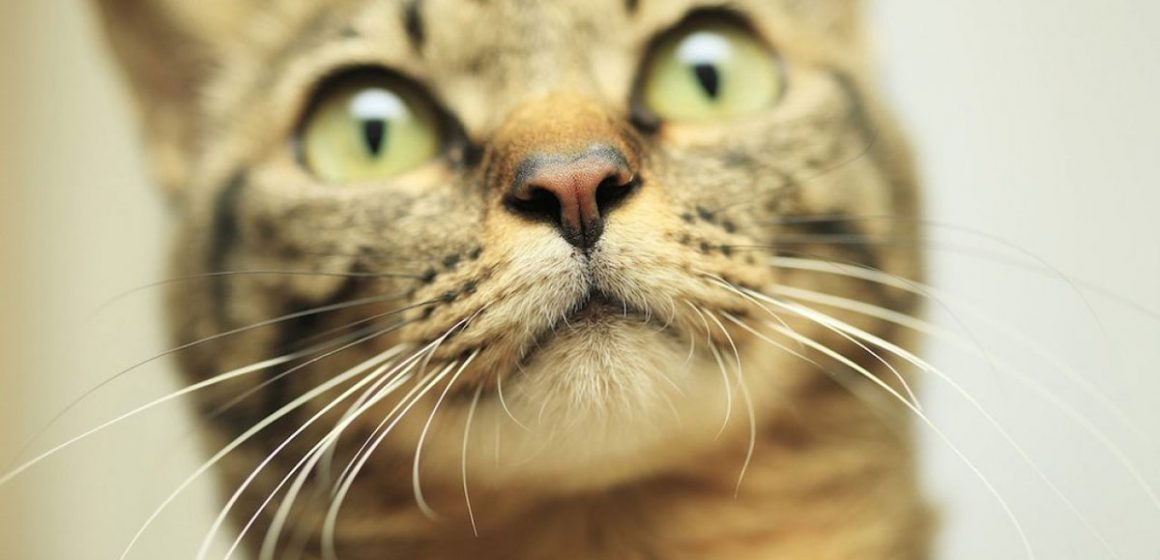 ¡No le cortes los bigotes a tu gato! ¡No le cortes los bigotes a tu gato!