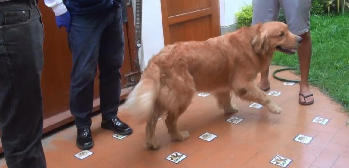 Brigada Canina de Surco descubrió que perro era golpeado por una niña de 12 años