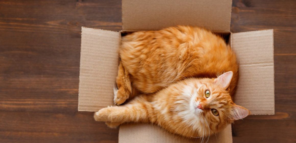¿Cuál es la razón por la que los gatos aman las cajas?