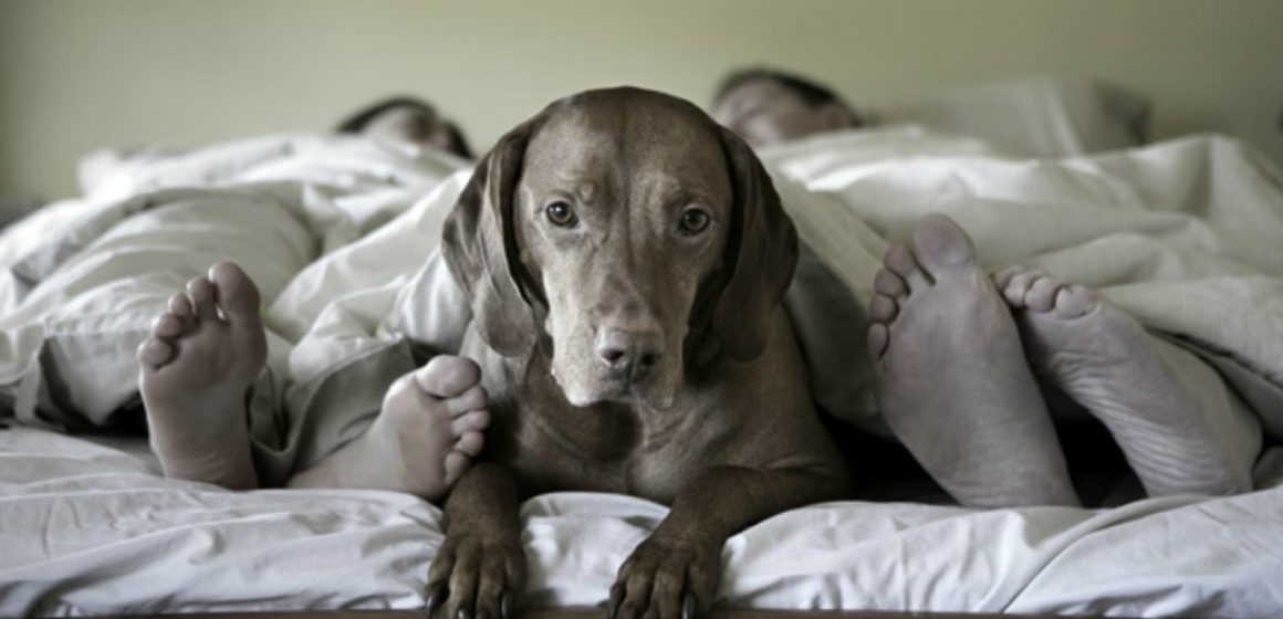 Imagen destacada_Mesa de trabajo 1 ¿Por qué a los perros les encanta dormir bajo la cama?